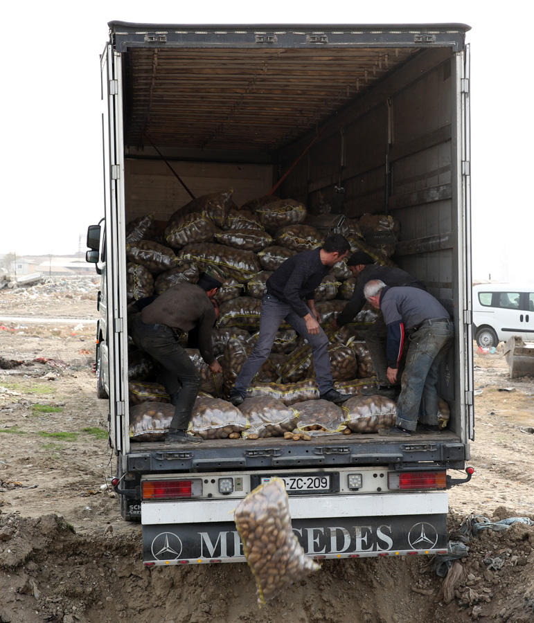 Tərkibində zərərverici orqanizmlər olan 26 ton kartof məhv edilib (FOTO)