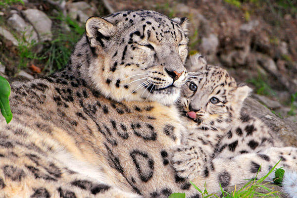 В Туркменистане восстанавливается популяция леопардов
