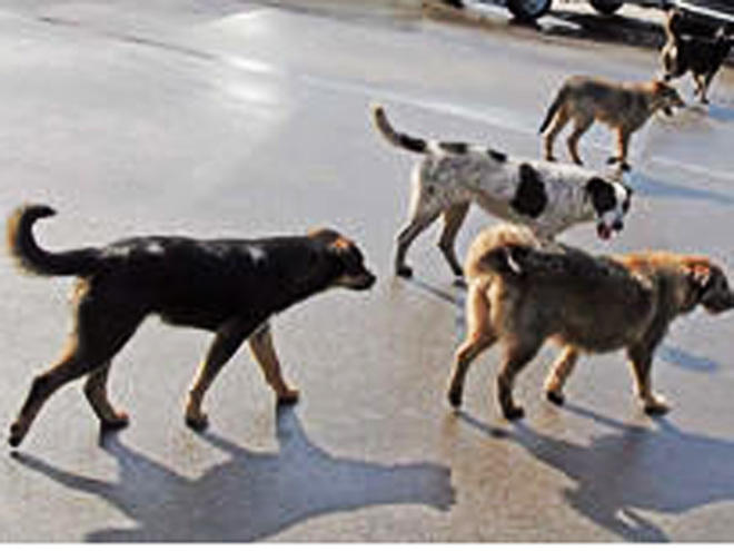 В Тегеране запрещено выгуливать собак