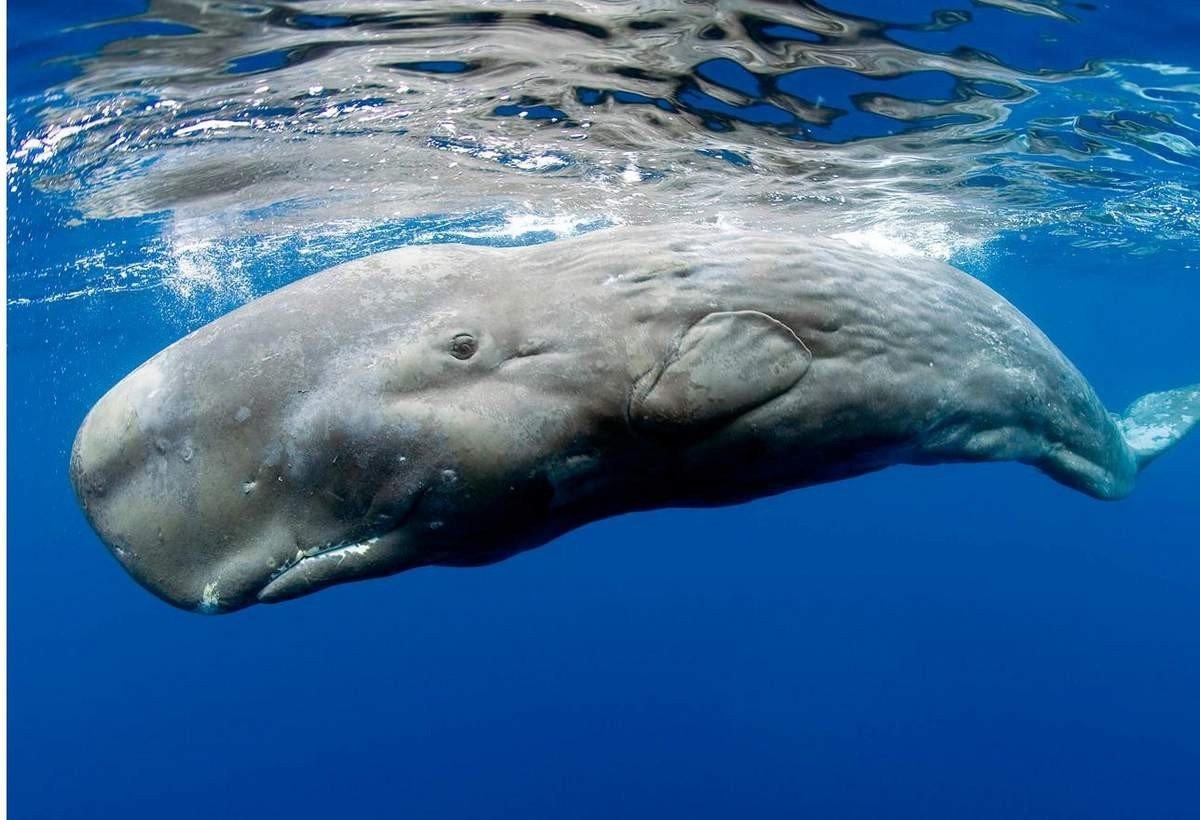 İslandiya balina ovuna icazəni daha 5 il uzatdı, dünya ictimaiyyəti isə qınayır