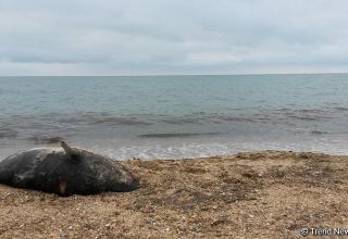 Минэкологии Азербайджана о причине гибели тюленей на побережье Абшерона