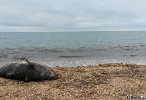 На побережье Каспийского моря нашли более 150 погибших редких тюленей