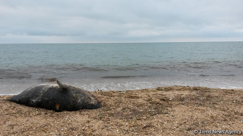 В азербайджанском секторе Каспия обнаружены туши тюленей