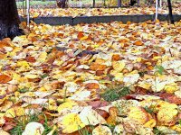 Золотая осень в Шеки – когда оказываешься в сказке (ФОТО)