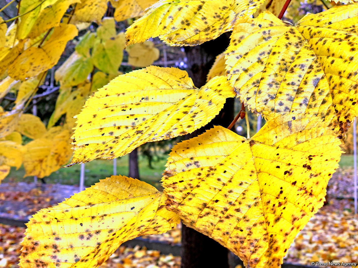 Золотая осень в Шеки – когда оказываешься в сказке (ФОТО)