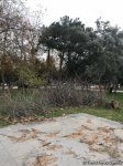 Güclü külək AMEA-nın parkında ağacı aşırdı (FOTO)