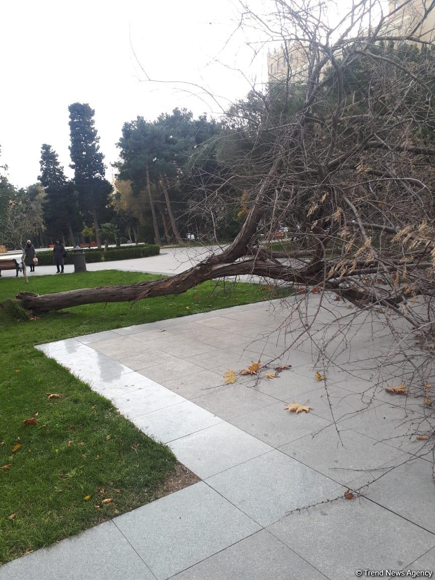 Güclü külək AMEA-nın parkında ağacı aşırdı (FOTO)