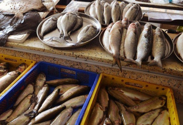 Iran resumes export of fishery products to EU