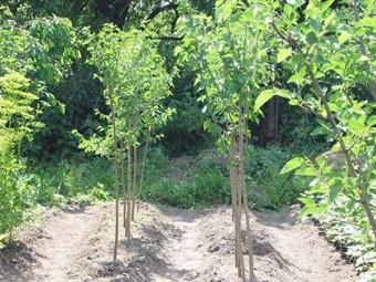 По случаю 650-летия Насими в Гарадагском районе будет посажено свыше 11 тыс. деревьев