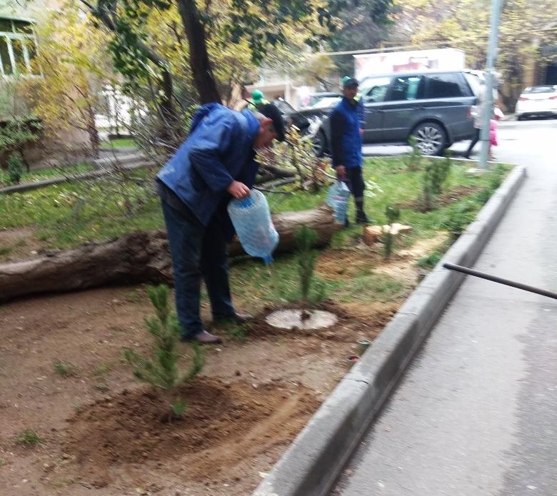 В Баку посажено около 1700 различных пород деревьев (ФОТО)