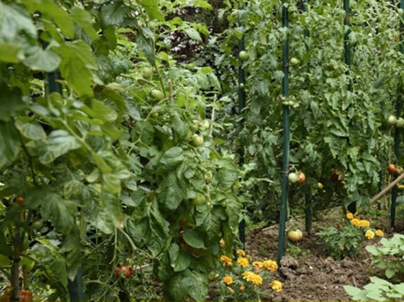 В условиях Абшерона можно выращивать банан, авокадо, манго и папайю - АН Азербайджана