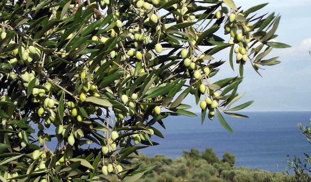 Iran reveals volume of olives to be harvested in country