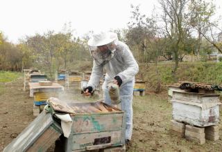 На освобожденных территориях Азербайджана будет стремительно развиваться пчеловодство - Ассоциация