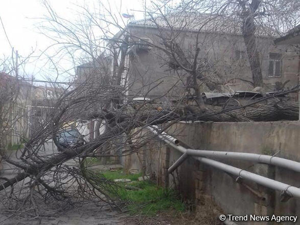 Сильный ветер в Баку повалил 15 деревьев
