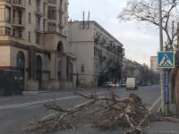 Сильный ветер в Баку повредил 16 деревьев (ФОТО)