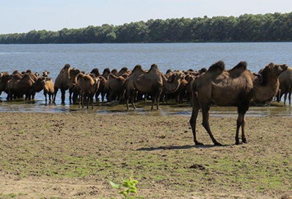 Turkmen camel farm in Balkan region names volume of production