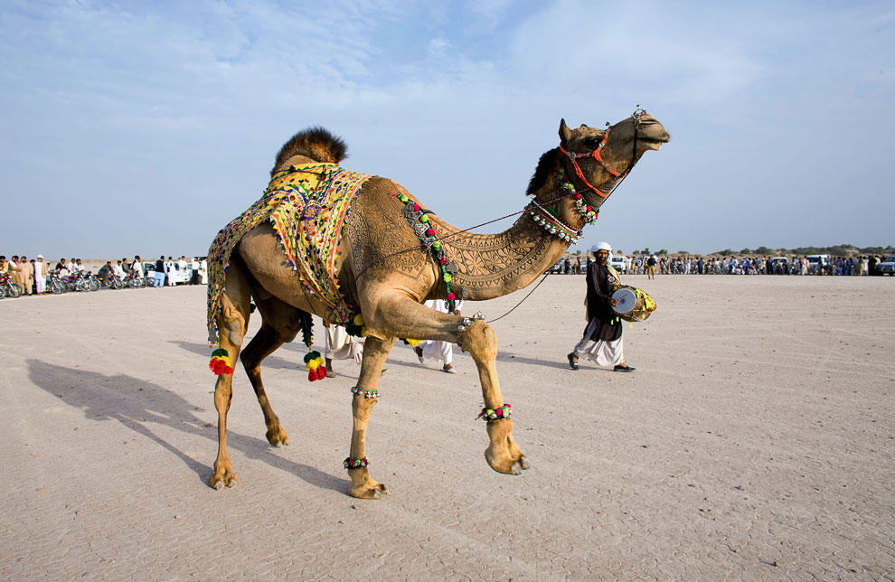 Конкурс красоты верблюдов в Катаре (ФОТО)