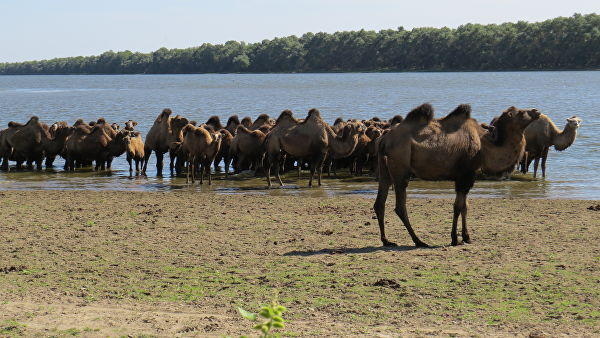 Turkmen camel farm in Balkan region names volume of production