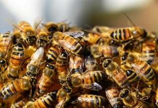 В Азербайджане выросло количество пчелиных семей