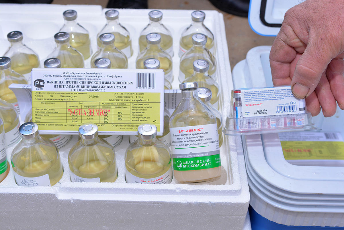 Минсельхоз Азербайджана  приступил к профилактическим мерам против «свиного  гриппа» (ФОТО)