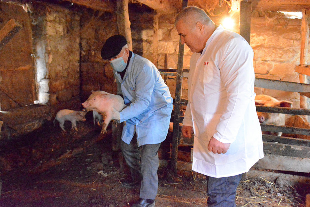 Минсельхоз Азербайджана  приступил к профилактическим мерам против «свиного  гриппа» (ФОТО)