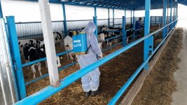 В Азербайджане провели вакцинацию свыше 270 голов скота (ФОТО)