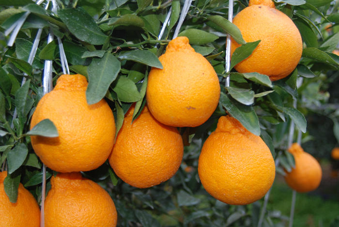 Uzbekistan discloses volume of lemon exports for 2022