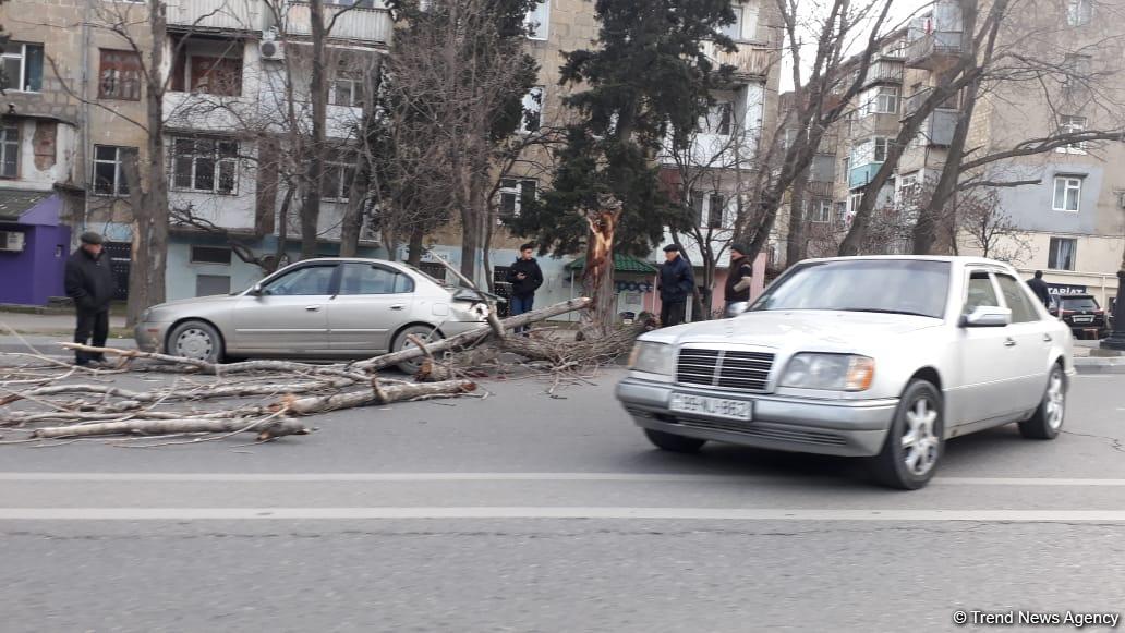 Bakıda aşan ağac avtomobilə ziyan vurdu
