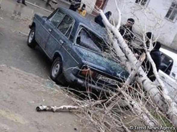 В Сумгайыте на автомобиль упало дерево