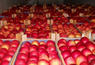 Uzbek apples fill fruit market of Russia's Novosibirsk Region