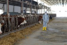 В Азербайджане проводится массовая вакцинация скота (ФОТО)