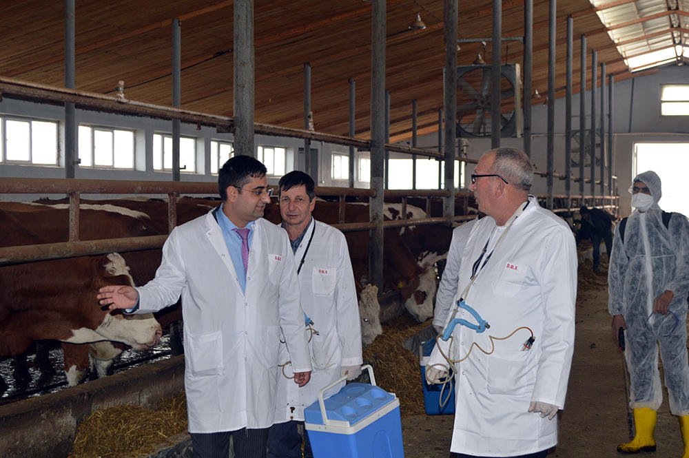 В Азербайджане проводится массовая вакцинация скота (ФОТО)