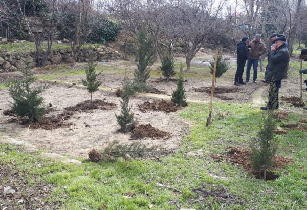 Yeni Günəşlidə ağac kəsimi faktı aşkarlanıb (FOTO)