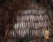 Su Polisi qırmızı kitaba düşmüş quş və qanunsuz balıq ovlayan brokonyerləri yaxaladı (FOTO/VIDEO)