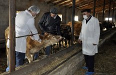 В Азербайджане проводится массовая вакцинация против ящура (ФОТО) - Gallery Thumbnail
