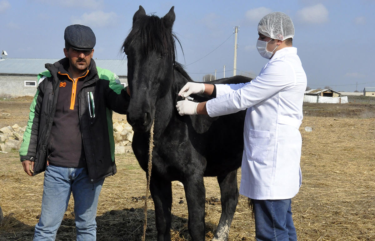 В Азербайджане проводится массовая вакцинация против ящура (ФОТО) - Gallery Image