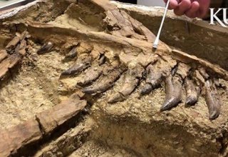 Палеонтологи нашли в США тираннозавра размером с собаку