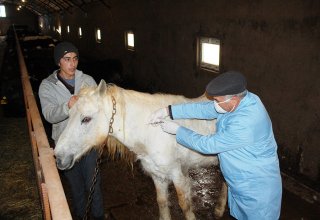 В Азербайджане продолжается вакцинация крупного рогатого скота (ФОТО)