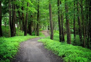 В Азербайджане создаются леса промышленного назначения