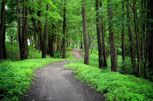 Azerbaijan to create industrial forests