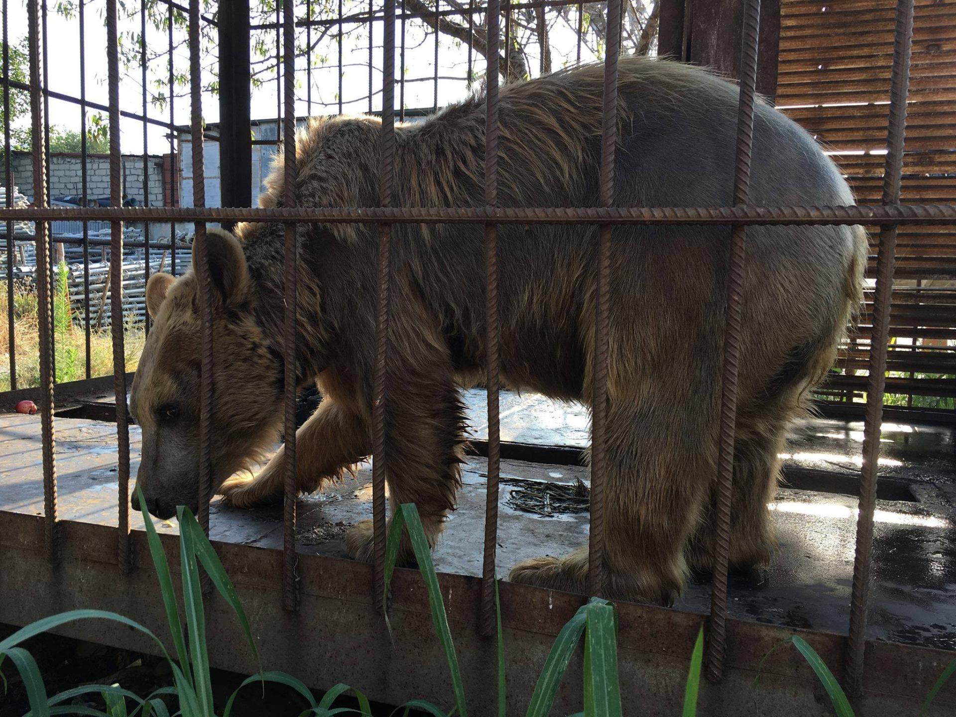 В Азербайджане содержавшийся в клетке бурый медведь будет выпущен в дикую природу