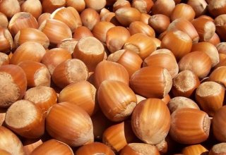 Azerbaijani hazelnut producer increases production