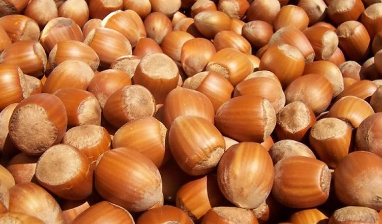 Azerbaijani company starts exporting hazelnuts to Latvia