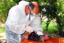 В селах Билясуварского района Азербайджана ведется профилактическая вакцинация животных (ФОТО)