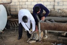 В селах Билясуварского района Азербайджана ведется профилактическая вакцинация животных (ФОТО)