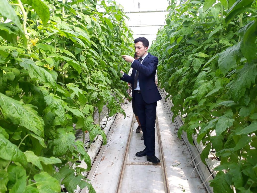 Агентство пищевой безопасности Азербайджана проводит фитосанитарные проверки (ФОТО)