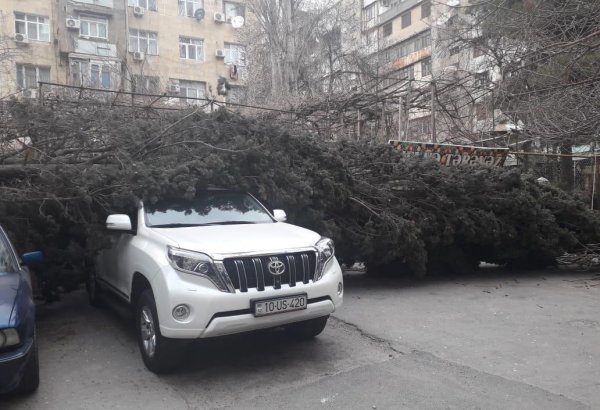 Шквальный ветер в Баку повалил вырванное с корнем дерево на два автомобиля (ФОТО)