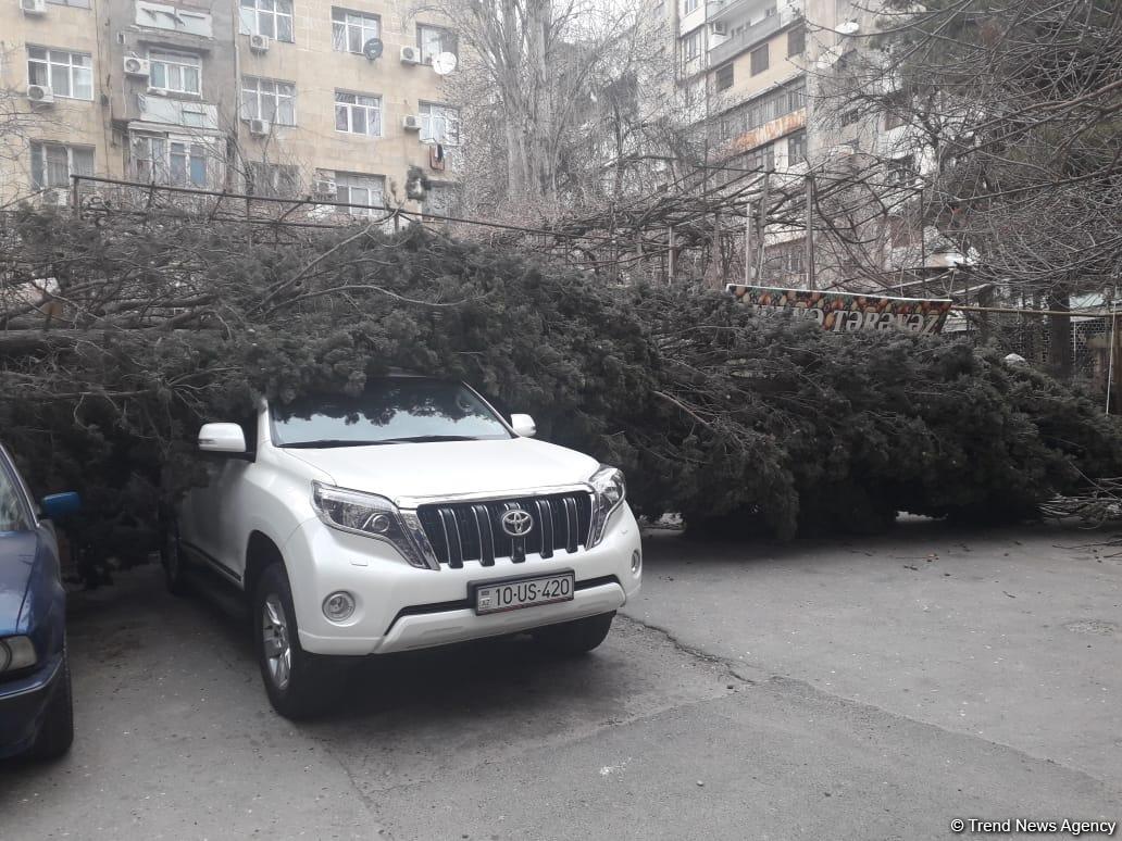 Шквальный ветер в Баку повалил вырванное с корнем дерево на два автомобиля (ФОТО)
