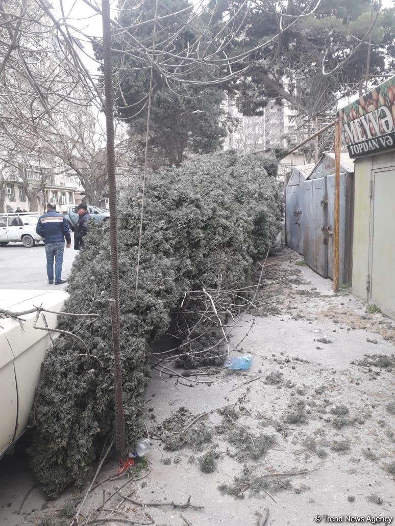 Bakıda güclü külək ağacı kökündən çıxararaq maşınların üstünə atdı (FOTO)