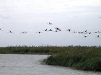 В национальном парке Азербайджана зимуют 3-4 тыс. фламинго (ФОТО)